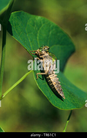 Libellule, Serpentine (Arthropode Ophiogomphe vert, à serpentinus Ophiogomphus cecilia Ophiogomphus), larve assis sur une feuille, vue latérale, Allemagne Banque D'Images