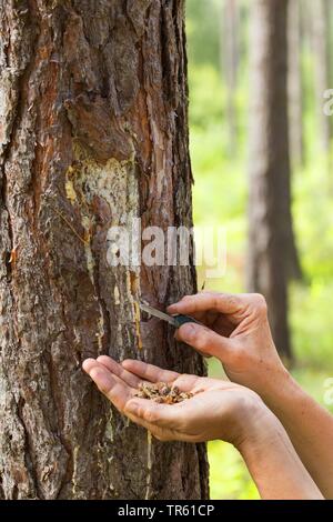 Pin sylvestre, le pin sylvestre (Pinus sylvestris), la résine est recueillie à partir de l'écorce, Allemagne Banque D'Images