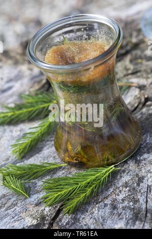 L'épinette de Norvège (Picea abies), Maiwipferl-Sirup, selfmade sirop contre la toux, de l'épinette pousses, Allemagne Banque D'Images