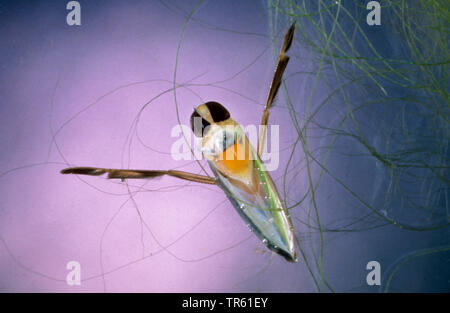 Backswimmer backswimmer, commune, notonectid, notonectes (Notonecta glauca), larve, Allemagne Banque D'Images