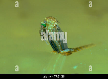 Chambre moustique, maison commune du nord, moustiques, gnat commune chambre gnat (Culex pipiens), imago l'éclosion à une surface de l'eau, série photo 1/4, Allemagne Banque D'Images