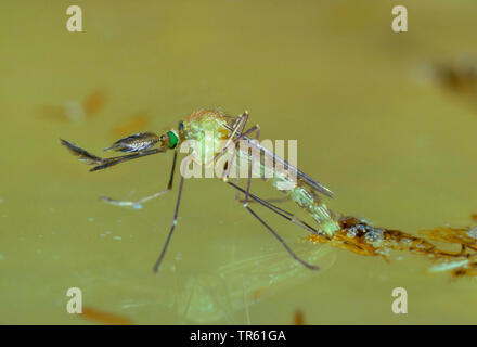 Chambre moustique, maison commune du nord, moustiques, gnat commune chambre gnat (Culex pipiens), imago l'éclosion à une surface de l'eau, série photo 3/4, Allemagne Banque D'Images