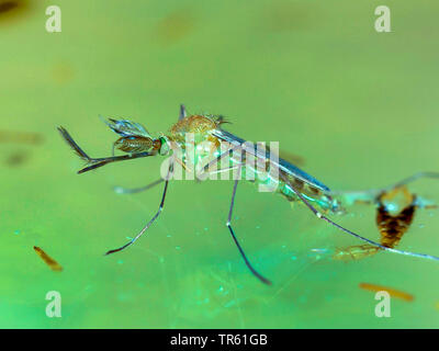 Chambre moustique, maison commune du nord, moustiques, gnat commune chambre gnat (Culex pipiens), imago l'éclosion à une surface de l'eau, série photo 4/4, Allemagne Banque D'Images