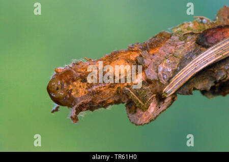 Hairy sweep (Canephora hirsuta, Canephora unicolor, le psychisme unicolor), Caterpillar dans son armure, Allemagne Banque D'Images