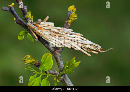 Hairy sweep (Canephora hirsuta, Canephora unicolor, le psychisme unicolor), Caterpillar dans son armure, Allemagne Banque D'Images