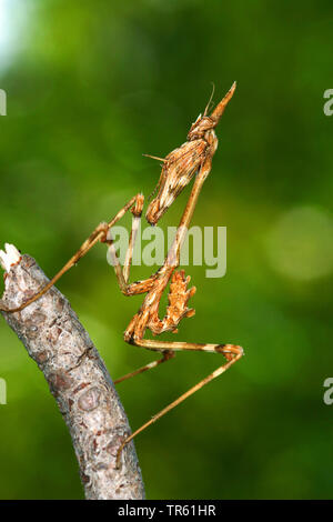 Conehead Empusa pennata (Mantis), nymphe dans une succursale, side view Banque D'Images