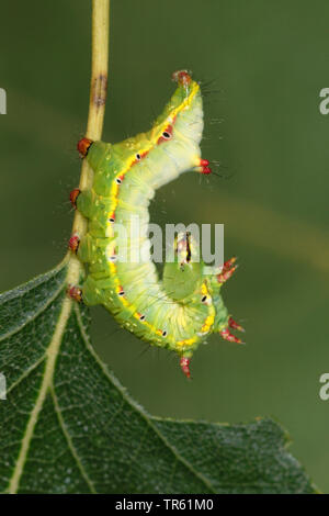 Coxcomb importante (Ptilodon capucina, Lophopteryx capucina), Caterpillar s'alimentant à Birch, side view, Allemagne Banque D'Images