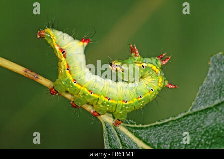 Coxcomb importante (Ptilodon capucina, Lophopteryx capucina), Caterpillar s'alimentant à Birch, side view, Allemagne Banque D'Images