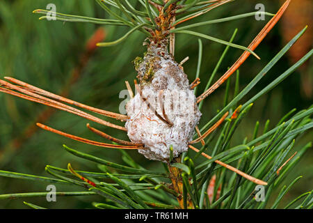 La résine du Pin-gall (Retinia resinella resinella, Petrova, Evetria resinella), gall à pine, Allemagne Banque D'Images