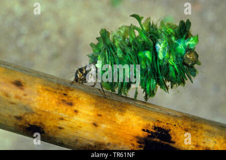 Limnophilus flavicornis (phryganes), larve dans son affaire faite de particules végétales, side view, Allemagne Banque D'Images