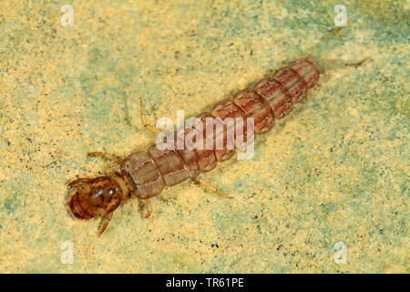 (Phryganes) Plectrocnemia conspersa, larve sous l'eau sur une pierre, vue de dessus, Allemagne Banque D'Images