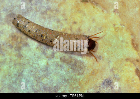 (Sericostoma personatum phryganes), larve dans son cas fait de sable, vue de dessus, Allemagne Banque D'Images