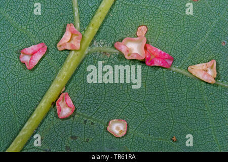 Douce feuille de chêne-gall wasp cynips, Schenck's gall, wasp wasp gall spangle lisse ( >lisser spangle gall) (Neuroterus albipes, Neuroterus laeviusculus), de la vésicule à l'oaf leaf, Allemagne Banque D'Images