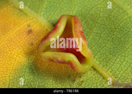 Douce feuille de chêne-gall wasp cynips, Schenck's gall, wasp wasp gall spangle lisse ( >lisser spangle gall) (Neuroterus albipes, Neuroterus laeviusculus), de la vésicule à l'oaf leaf, génération parthénogénétique, Allemagne Banque D'Images