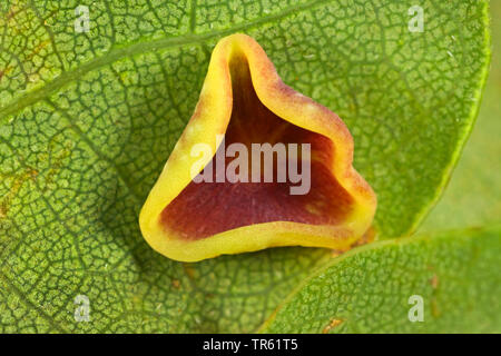 Douce feuille de chêne-gall wasp cynips, Schenck's gall, wasp wasp gall spangle lisse ( >lisser spangle gall) (Neuroterus albipes, Neuroterus laeviusculus), de la vésicule à l'oaf leaf, génération parthénogénétique, Allemagne Banque D'Images