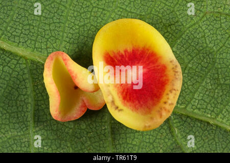 Douce feuille de chêne-gall wasp cynips, Schenck's gall, wasp wasp gall spangle lisse ( >lisser spangle gall) (Neuroterus albipes, Neuroterus laeviusculus), de la vésicule à l'oaf leaf, génération parthénogénétique, Allemagne Banque D'Images