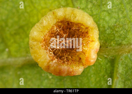 Douce feuille de chêne-gall wasp cynips, Schenck's gall, wasp wasp gall spangle lisse ( >lisser spangle gall) (Neuroterus albipes, Neuroterus laeviusculus), de la vésicule à l'oaf leaf, génération parthénogénétique, Allemagne Banque D'Images