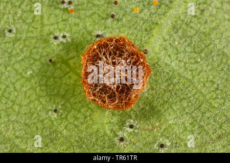 Douce feuille de chêne-gall wasp cynips, Schenck's gall, wasp wasp gall spangle lisse ( >lisser spangle gall) (Neuroterus albipes, Neuroterus laeviusculus), de la vésicule à l'oaf leaf, génération parthénogénétique, Allemagne Banque D'Images