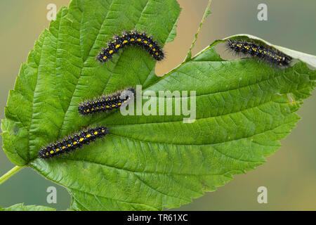 (Callimorpha dominula tiger écarlate, Panaxia dominula), les chenilles, l'alimentation d'une feuille, Allemagne Banque D'Images