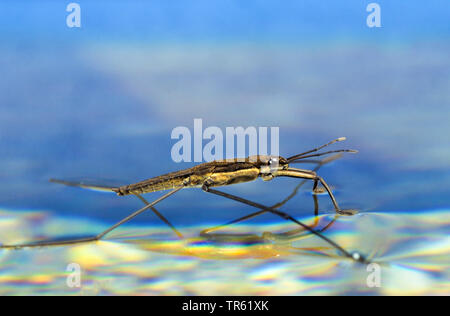 La patineuse de l'étang, l'eau de l'eau commune, skipper strider (Gerris spec.), marche sur l'eau, de l'Allemagne Banque D'Images