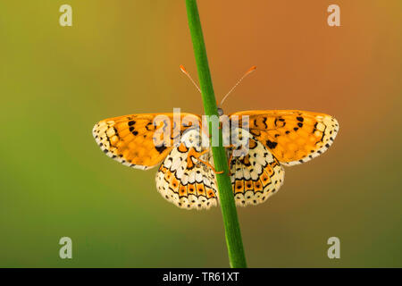 Glanville fritillary (Melitaea cinxia, Mellicta cinxia), sur une tige, Allemagne Banque D'Images