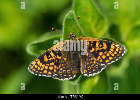 Glanville fritillary (Melitaea cinxia, Mellicta cinxia), sur une feuille, Allemagne Banque D'Images