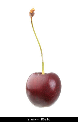 Cherry Tree, le cerisier (Prunus avium), des fruits du cultivar Sunburst, décoration Banque D'Images