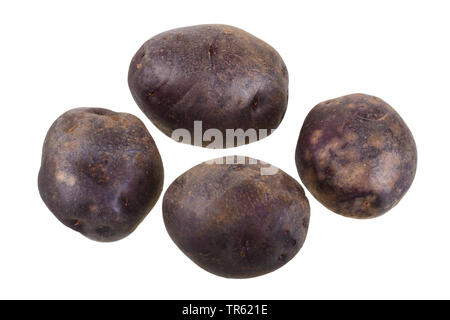 La pomme de terre (Solanum tuberosum), pommes de terre Vitelotte cultivar de découpe, Vitelotte Banque D'Images