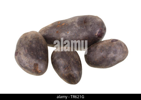 La pomme de terre (Solanum tuberosum), pommes de terre Vitelotte cultivar de découpe, Vitelotte Banque D'Images