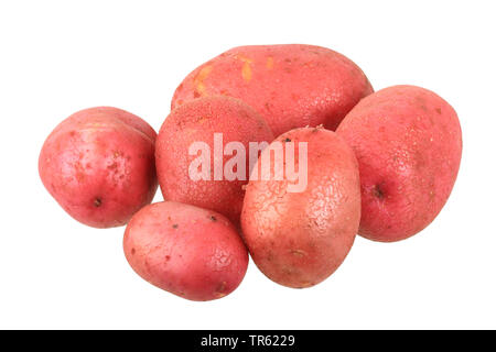 La pomme de terre (Solanum tuberosum), la pomme de fantaisie rouge du cultivar Red Fantasy, décoration Banque D'Images