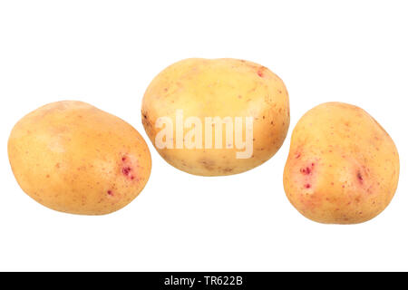 La pomme de terre (Solanum tuberosum) Vendredi, les pommes de terre du cultivar Quarta, décoration Banque D'Images