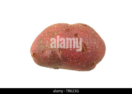 La pomme de terre (Solanum tuberosum Highland Bourgogne Rouge), la pomme de terre du cultivar Highland Bourgogne rouge, dentelle Banque D'Images