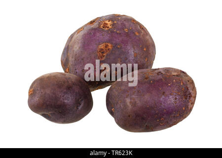La pomme de terre (Solanum tuberosum), la pomme de Blaue Hermanns cultivar de Blaue Hermanns, décoration Banque D'Images