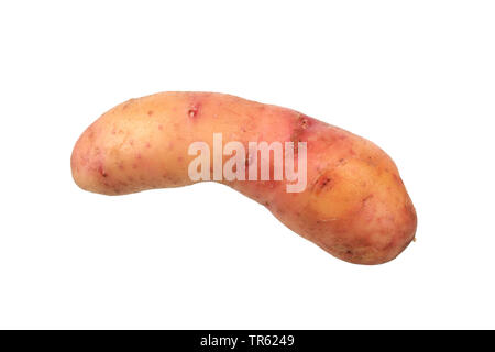 La pomme de terre (Solanum tuberosum) Hoernchen Bamberger, pomme de terre du cultivar Bamberger Hoernchen découpe, Banque D'Images