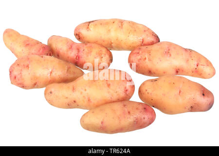 La pomme de terre (Solanum tuberosum), la pomme de Hoernchen Bamberger cultivar de Hoernchen Bamberger, décoration Banque D'Images