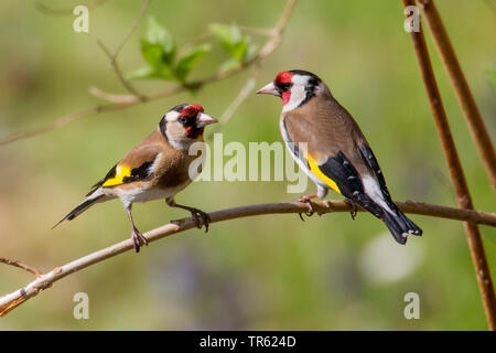 Eurasian goldfinch (Carduelis carduelis), paire assis sur une branche, l'Allemagne, la Bavière Banque D'Images