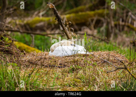 Mute swan (Cygnus olor), femme dormir sur son nid, l'Allemagne, la Bavière Banque D'Images