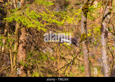 L'écureuil roux européen eurasien, l'écureuil roux (Sciurus vulgaris), en sautant d'arbre en arbre, en Autriche, le Tyrol Banque D'Images