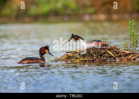 Grèbe huppé (Podiceps cristatus), femelle et mâle de reproduction la réparation du nid flottant, l'Allemagne, la Bavière Banque D'Images