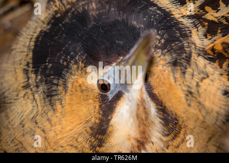 Eurasian bittern (Botaurus stellaris), portrait en posture phobique, l'Allemagne, la Bavière Banque D'Images