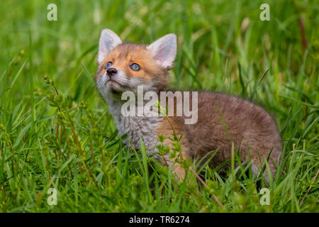 Le renard roux (Vulpes vulpes), fox cub debout sur l'herbe haute et regardant vers le haut, vue de côté, l'Allemagne, Bavière Banque D'Images