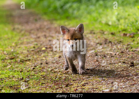 Le renard roux (Vulpes vulpes), fox cub tournant d'un chemin forestier, vue de face, l'Allemagne, la Bavière Banque D'Images