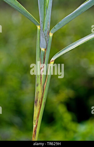 Reed, oscinie mouche, herbe voler (Lipara lucens), culot à une tige de quenouille, Allemagne Banque D'Images