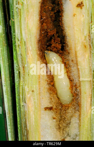 Reed, oscinie mouche, herbe voler (Lipara lucens), larves de vésicules, tige ouverte, Allemagne Banque D'Images