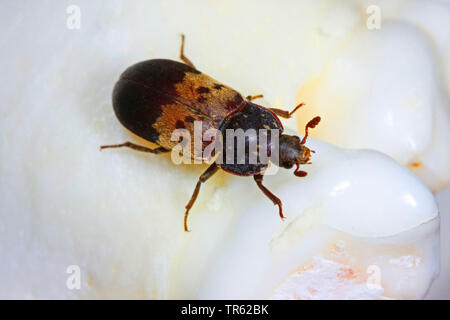 Larder beetle, larder beetle, commune (Dermestes lardarius bacon ponderosa), vue du dessus, Allemagne Banque D'Images