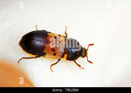 Larder beetle, larder beetle, commune (Dermestes lardarius bacon ponderosa), vue du dessus, Allemagne Banque D'Images