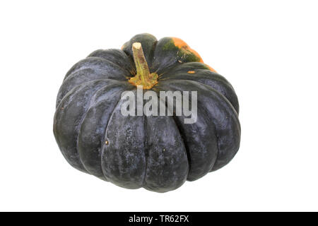 Courges d'hiver (Cucurbita moschata 'uskat de Provence', Cucurbita moschata Muskat de Provence), potiron du cultivar Muskat de Provence, Bundesrepublik Deutschland Banque D'Images