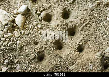 Vermileonid (Vermileo vermileo), des pièges en forme de cône faites par les larves dans le sable, Allemagne Banque D'Images