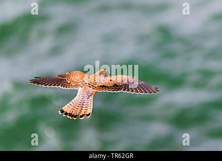 Kestrel Kestrel eurasien, l'Ancien Monde, faucon crécerelle, faucon crécerelle (Falco tinnunculus), planant Kestrel vu de dessus, l'Europe, l'Allemagne, Schleswig-Holstein, Helgoland Banque D'Images