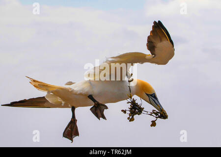 Fou de Bassan (Sula bassana, Morus bassanus), en vol à voile avec matériel de nidification dans le projet de loi, l'Allemagne, Schleswig-Holstein, Helgoland Banque D'Images